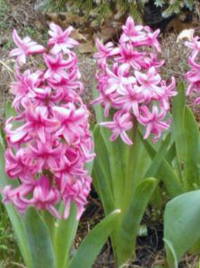 pink flowers in early spring